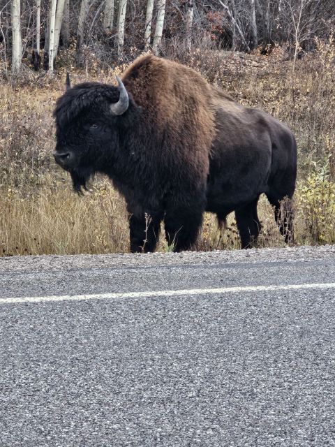 Yellowknife: Bison Highway Road Tour - Reservation Process