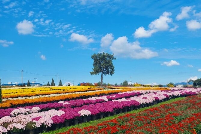 Yeoncheon Chrysanthemum Festival - Pyeongtaek Departure - Not Included