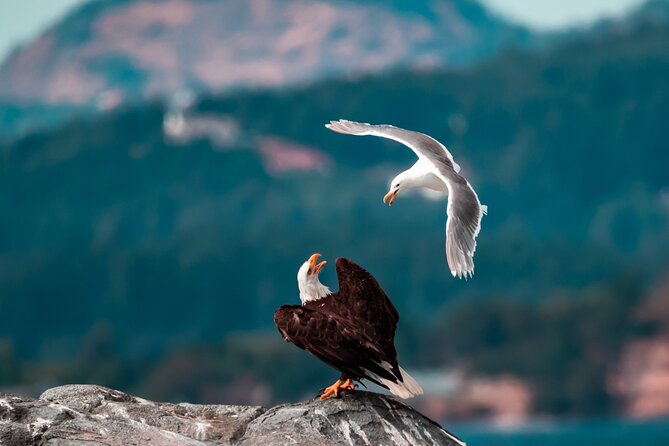 Zodiac Marine Wildlife Excursion From Victoria - Traveler Photos and Support