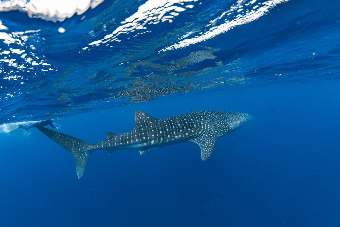 7 Hours Off Peak Whale Shark and Ningaloo Reef Tour in Exmouth - Key Points