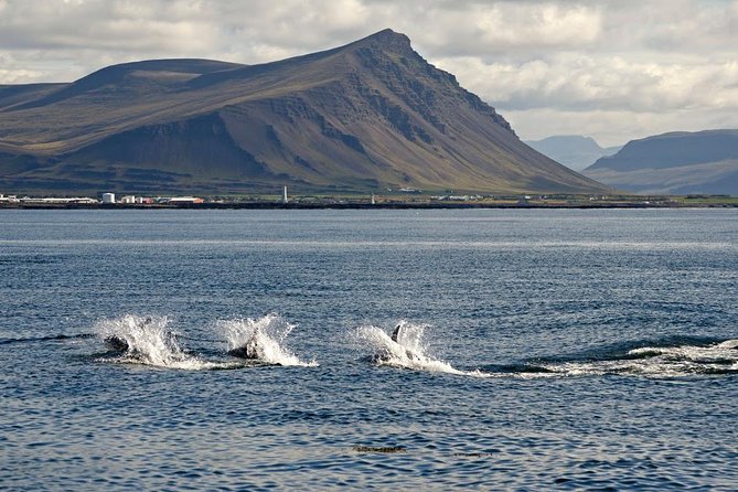 1hr Buggy Adventure & Whale Watching From Reykjavik - Additional Information