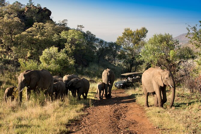 2 Day Pilanesberg Camping Safari - Common questions