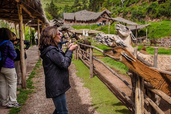 2 Day Tour: Sacred Valley (Awanacancha, Pisaq, Ollantaytambo) and Machu Picchu - Traveler Reviews and Ratings