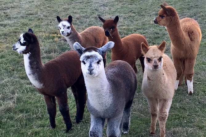 2-Hour Alpaca Farm Experience in Kenilworth - Common questions