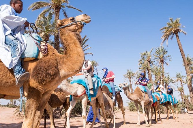 2 Hours Camel Ride in The Famous Marrakech Palm Groves and Berber Villages - Common questions