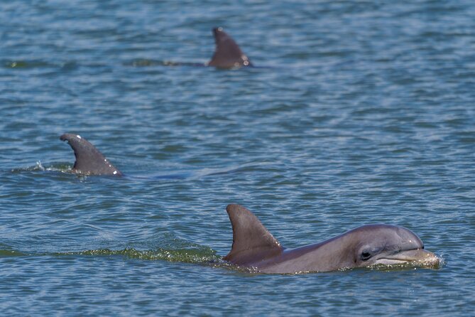 2 Hours Dolphin Eco Tour - Last Words