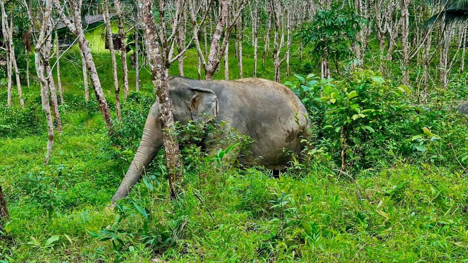 2 Hours-Early Bird Guide Tour in Khao Lak Elephant Sanctuary - Important Reminders