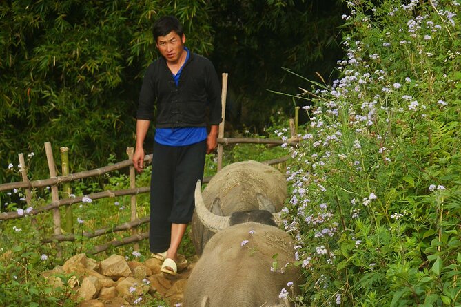 2D1N Buffalo Trek by Hmong Sister House and Trekking - Booking Information and Pricing Details