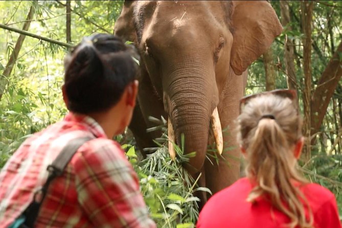 3-Day Kindred Spirit Elephant Sanctuary Chiang Mai - Key Points