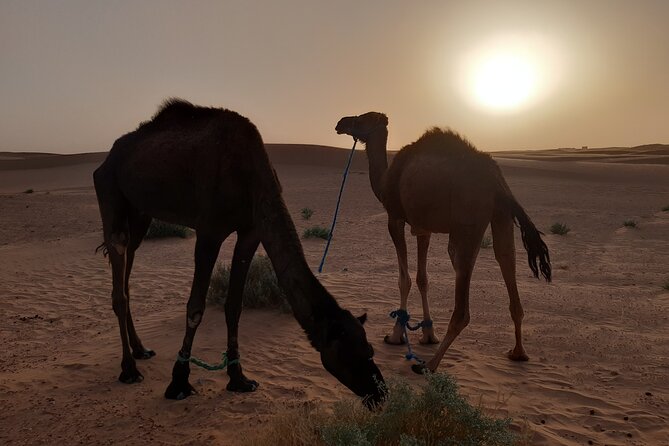 3-Days Private Discovery of the Desert From Ouarzazate to MHamid in 4x4 - Common questions