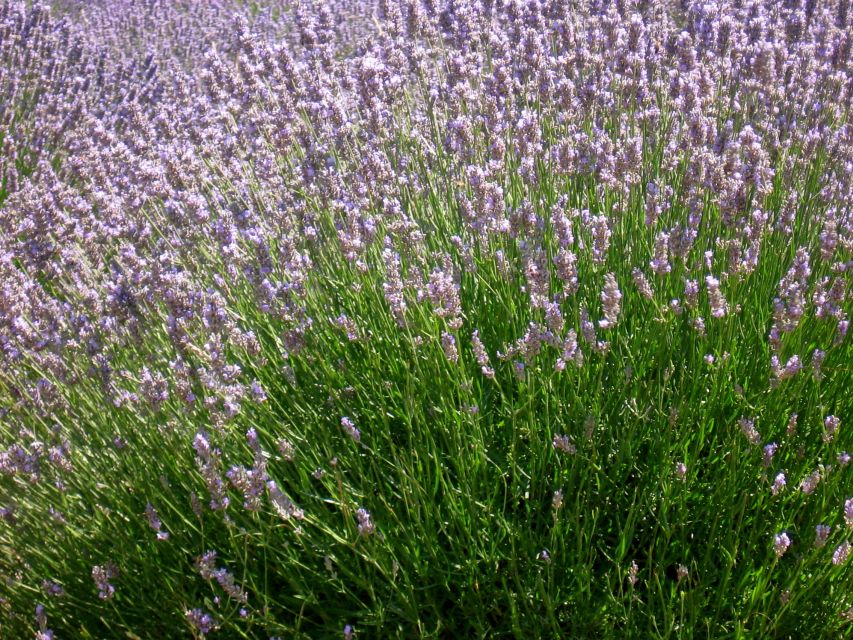 3-Hour Lavender Tour From Hvar - Booking and Payment Options