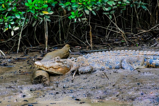 3B Daintree Rainforest, Mossman Gorge, Crocodile Wildlife Cruise - Common questions
