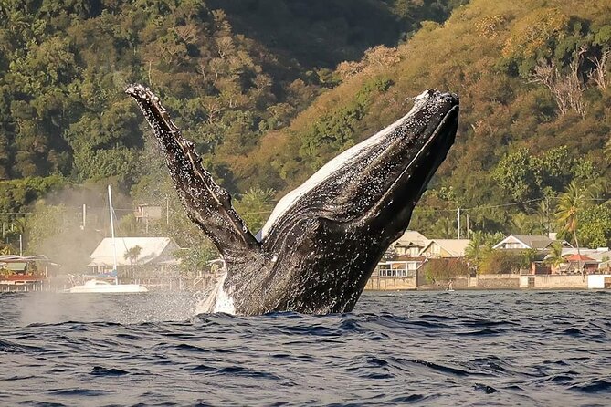 4 Hours of Humpback Whale Watching in Tahiti - Common questions