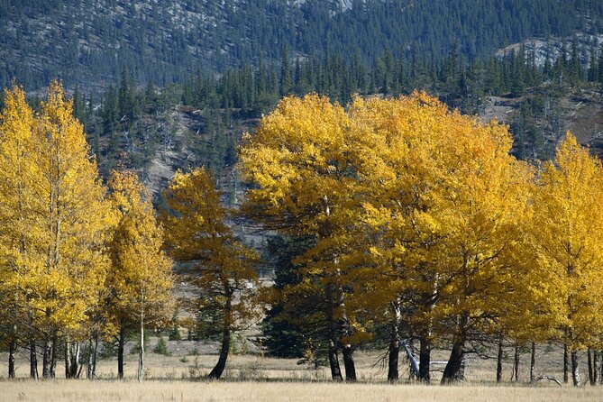 4 Hours Private Tour in Kootenay Plains Trails - Last Words