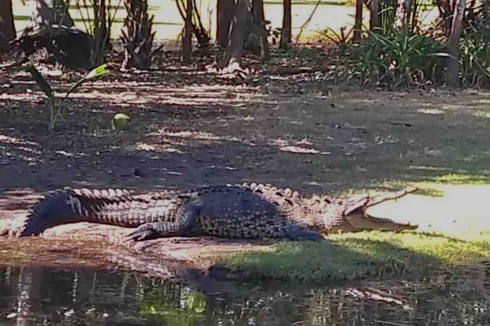 4-in-1 Tour - Mazunte, Cacao Factory & Turtle Spawn/Release - La Ventanilla Exploration