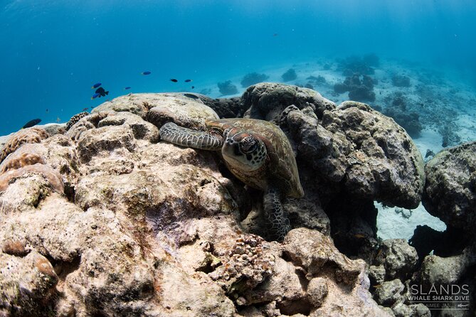 7 Hours Off Peak Whale Shark and Ningaloo Reef Tour in Exmouth - Last Words