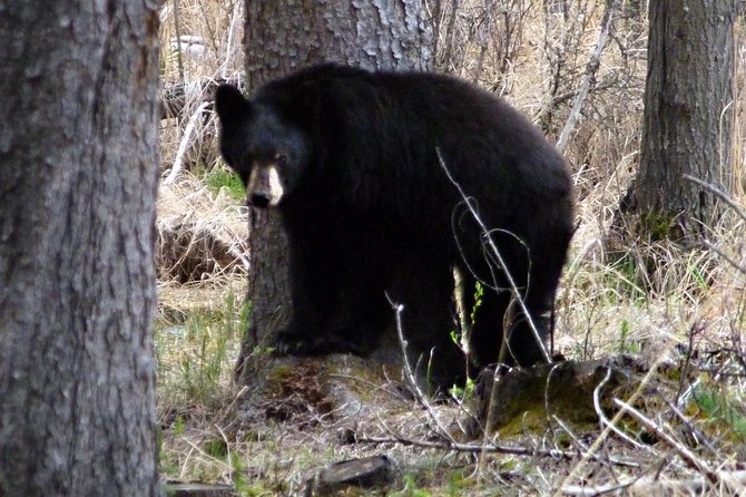 8-Day Rocky Mountains Caribou Tour From Vancouver - Travel Tips and Recommendations