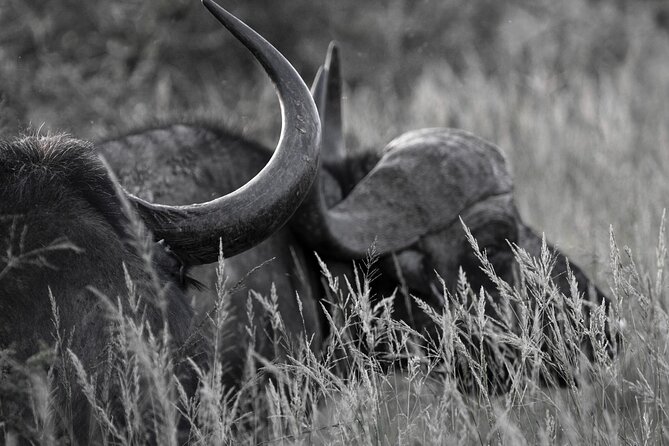 Addo Elephant Full Day Safari With a Traditional South African Braai (Bbq) Lunch - Game Drives and Wildlife Spotting