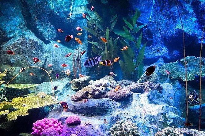 Admission Ticket to Underwater World Pattaya With Return Transfer - Last Words