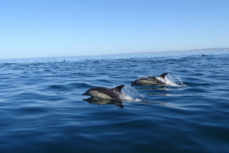 Algarve Dolphin Watching & Marine Life Eco Tour - Common questions