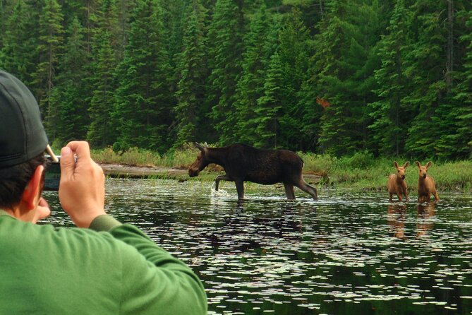 Algonquin Park 4-Day Luxury Moose/Beaver/Turtle Camping & Canoeing Adventure - Common questions