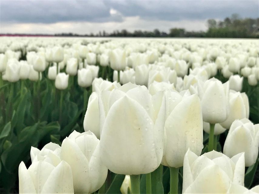 Alkmaar: Tulip and Spring Flower Fields Bike Tour - Directions and Spring Tour Overview