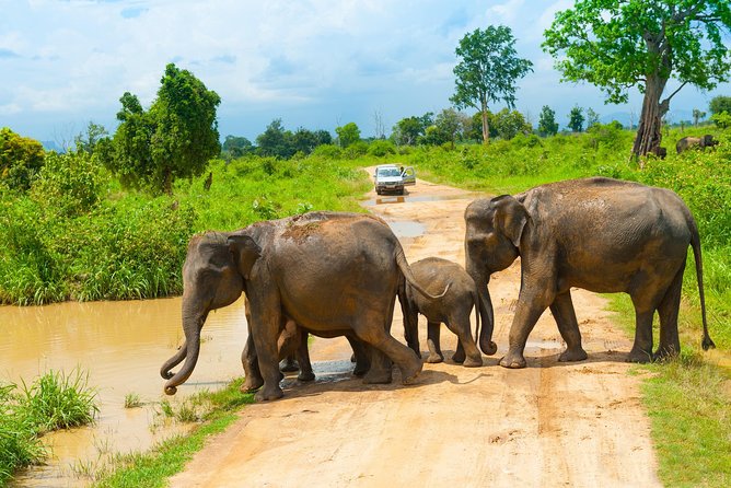 All Inclusive Udawalawa National Park Day Tour From Negombo - Common questions