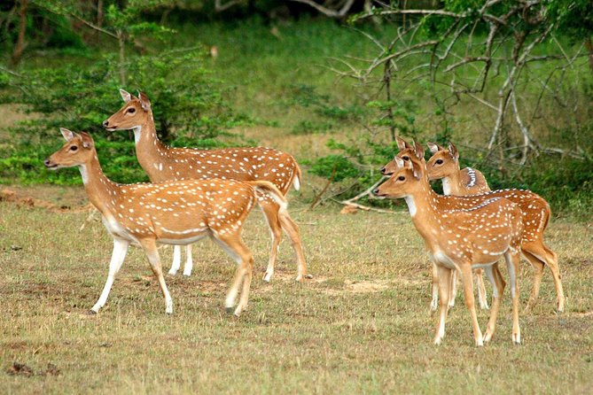 All Inclusive Yala National Park Jeep Safari From Colombo - How to Book Your Safari