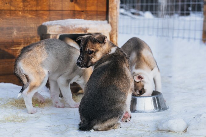 Apukka Husky Adventure in Rovaniemi - Last Words