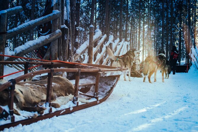 Arctic Animals Combo Safari, Reindeer and Husky Adventure - Last Words
