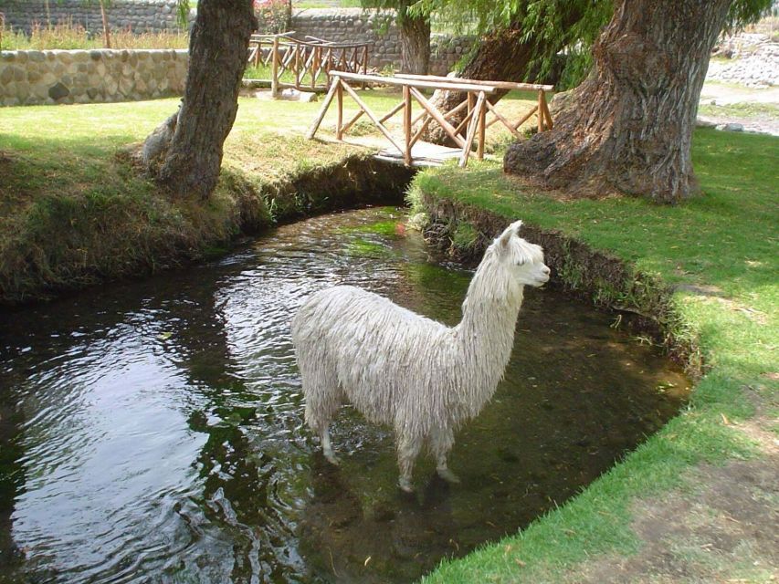 Arequipa Panoramic Bus Tour - Customer Reviews and Recommendations