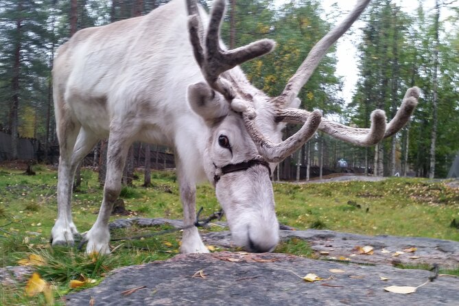 Authentic Reindeer Farm Experience in Rovaniemi - Last Words