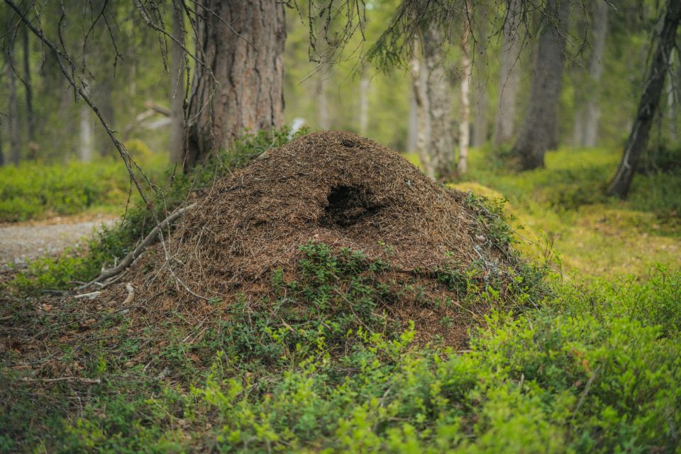 Auttiköngäs Hiking Experience - Last Words