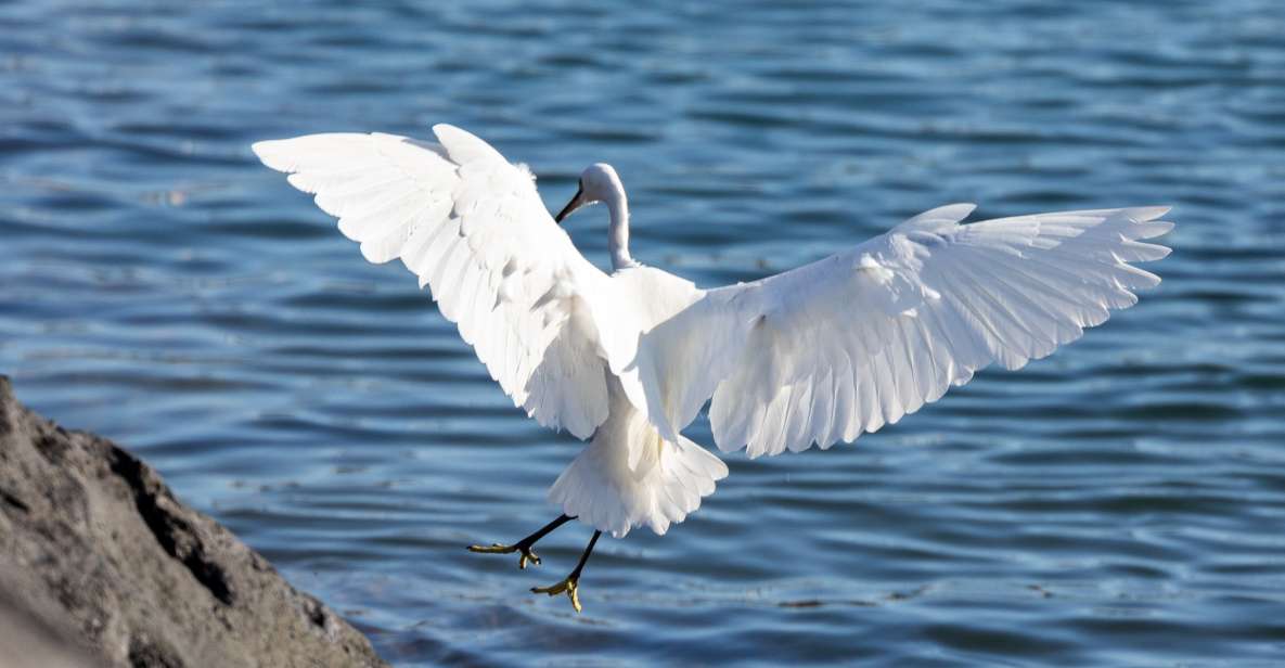 Azores Marine Birdwatching Expedition - Common questions