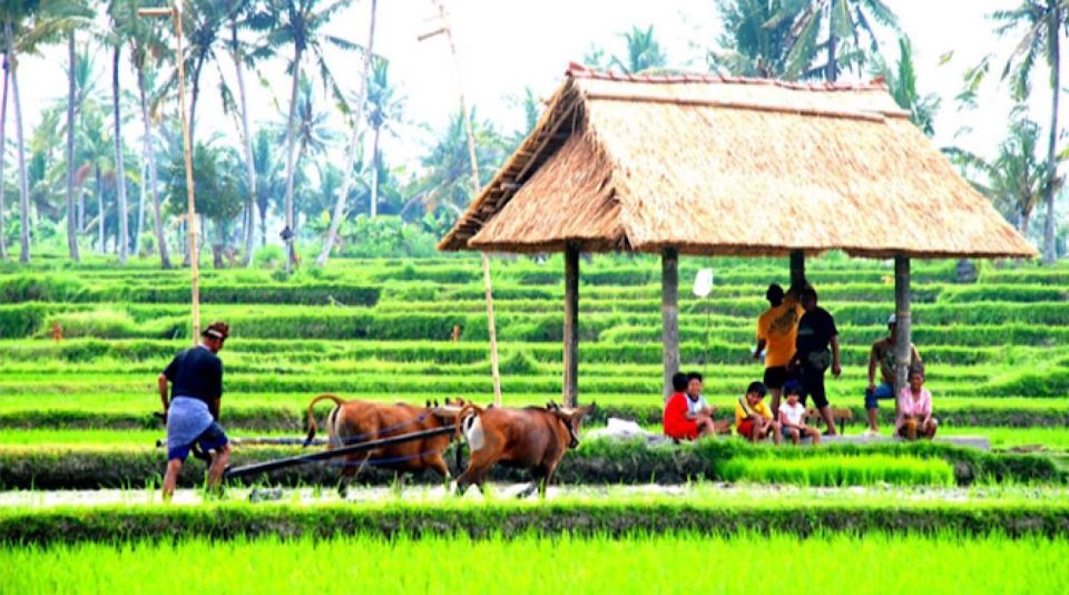 Bali : Jatiluwih Rice Terrace, Hidden Gem Waterfall & Temple - Tour Guide and Transportation