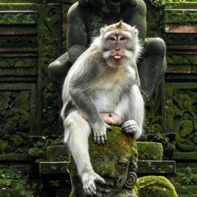 Bali Ubud Tour Best of Ubud Higlight With Private Transfers - Tour Itinerary Overview