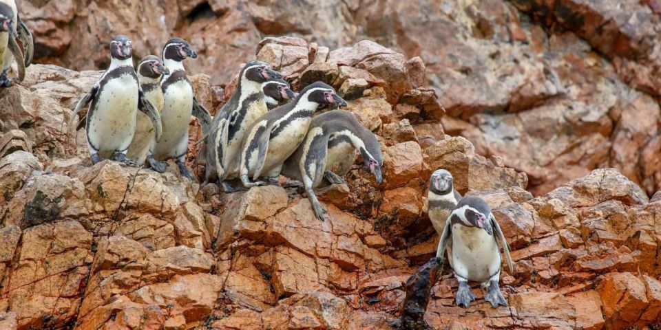 Ballestas Islands and Paracas Reserve - Full Day Escape - Get Directions to Paracas National Reserve