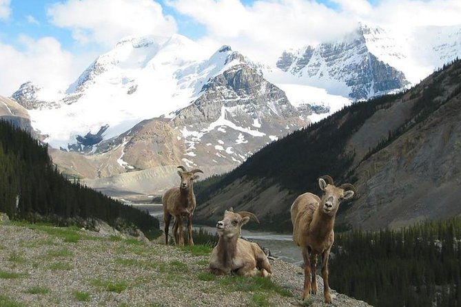 Banff and Jasper Highlights 3-Day Tour With Accommodation  - Calgary - Last Words