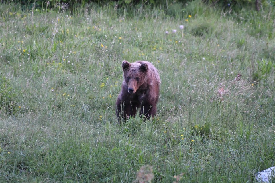 Bear Watching Slovenia - Detailed Explanations and Assistance Provided