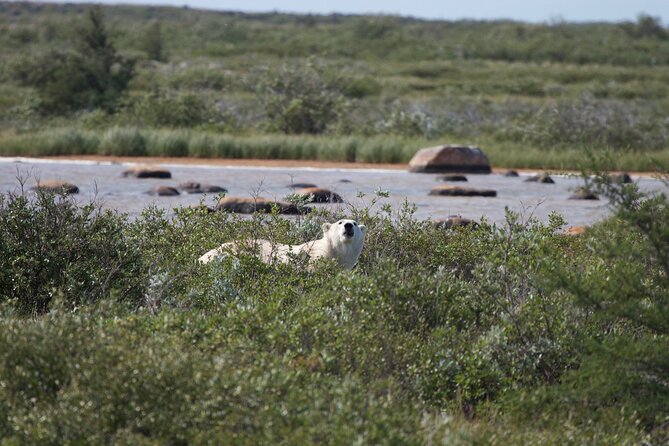 Belugas, Bears and Blooms in Churchill Manitoba - Last Words