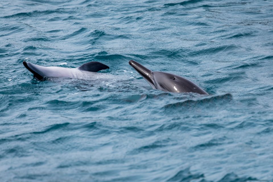 Benalmadena: Dolphin Watching Boat Tour - Review Summary and Ratings