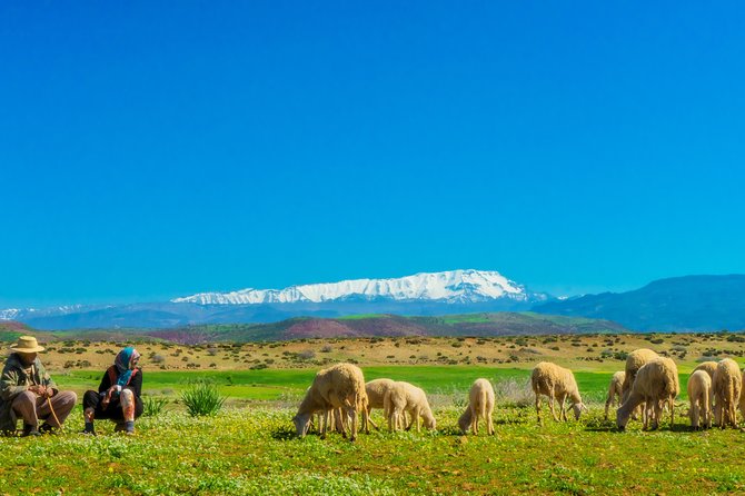 Berber Life Experience in the Atlas Mountains From Marrakech - Common questions