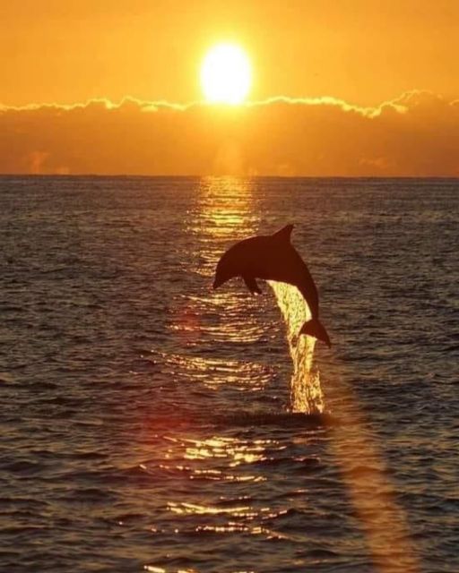 Best Lovina Sunrise Dolphins Watching Tour - Eco-Friendly Operations