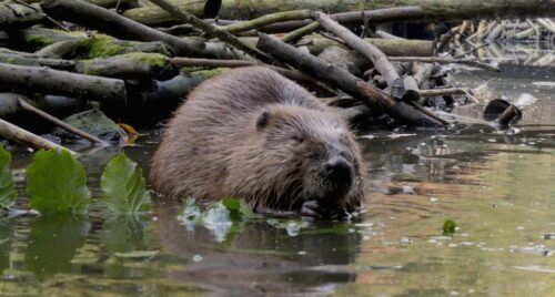 Biesbosch: Boat Cruise Through National Park - Last Words