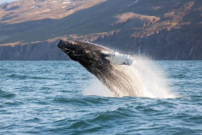 Big Whales & Puffins RIB Boat Tour From Húsavík - Common questions