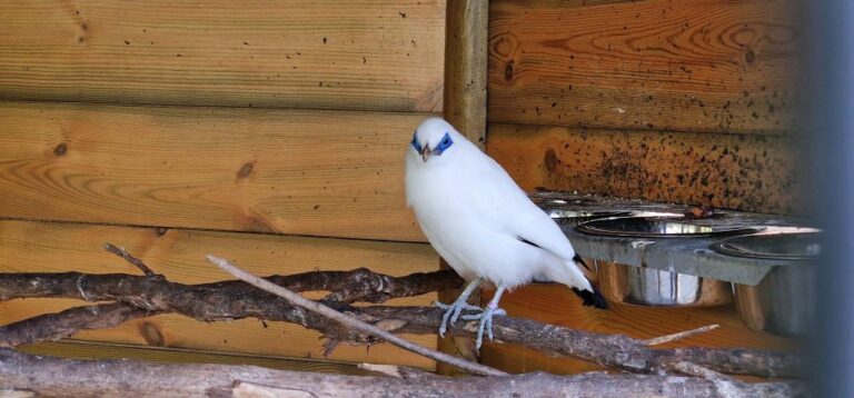 Bird Island Sweet West Tour