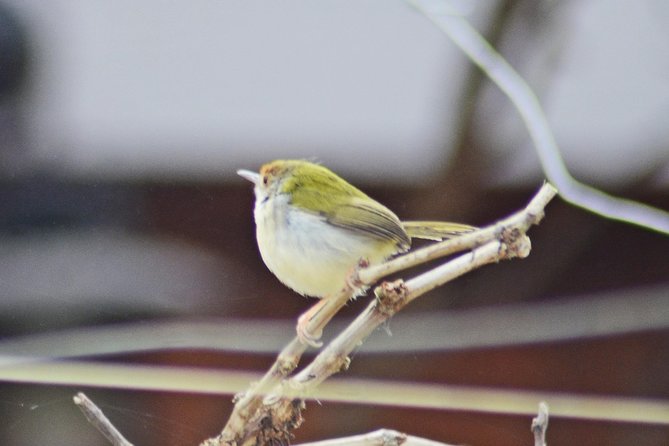 Bird Watching Doi Inthanon - Copyright and Terms