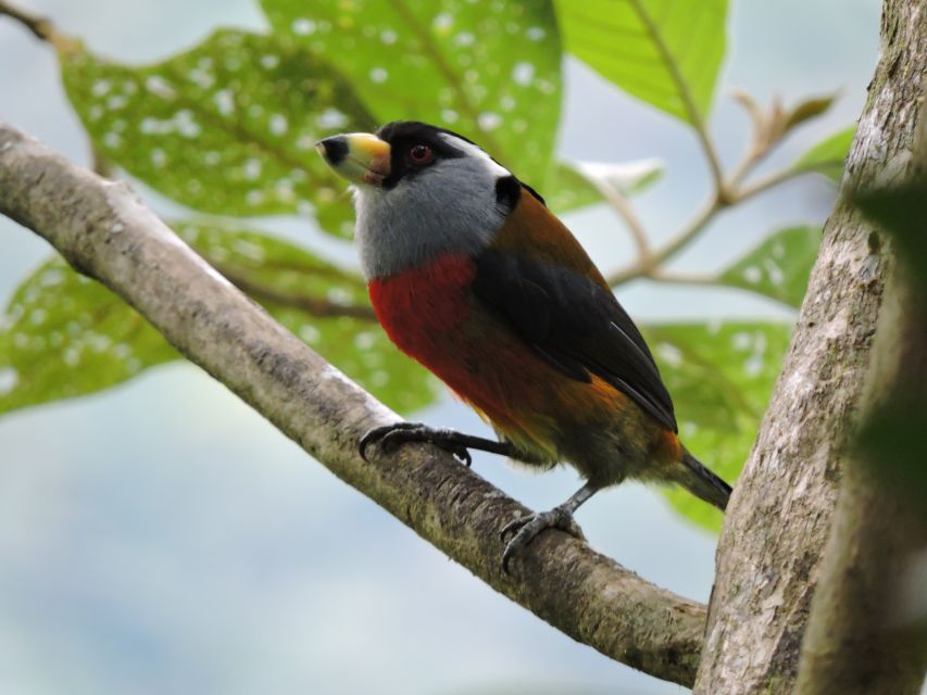Bird Watching in Cali, Colombia: The San Antonio Fog Forest - Location Highlights and Directions