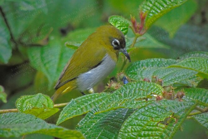 Bird Watching Tours in Sinharaja Rain Forest - Last Words