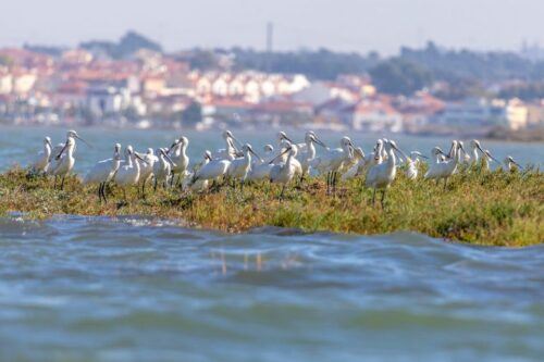 Birdwatching Boat Tour in the Tagus Estuary - Last Words